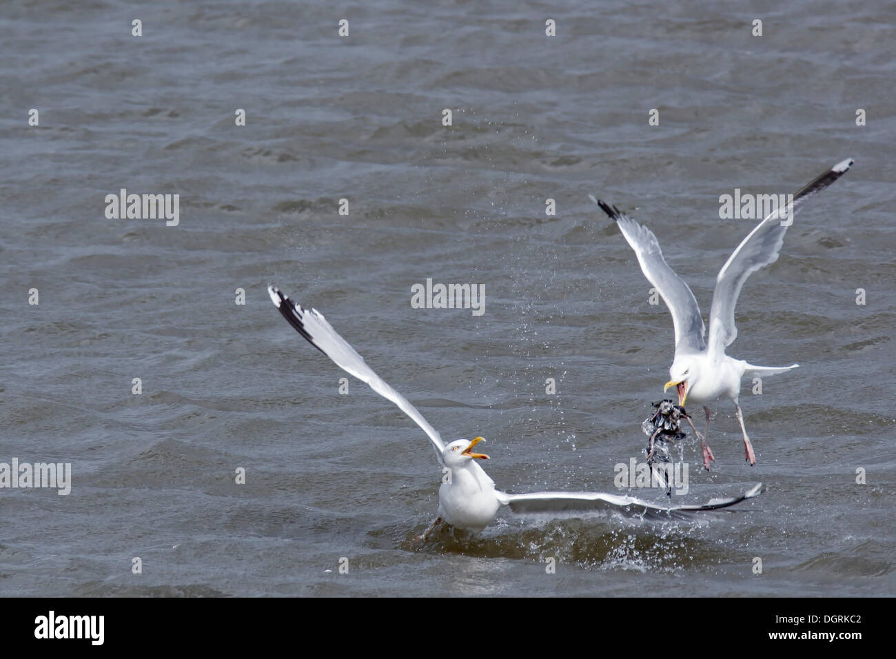 European Herring Gulls (Larus argentatus) fighting over food, Minsener Oog island, East Frisian Islands, Lower Saxony Wadden Sea Stock Photo