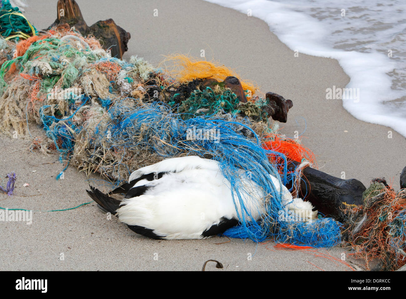 Dead Eider seaduck (Somateria mollissima), bird died because of Stock