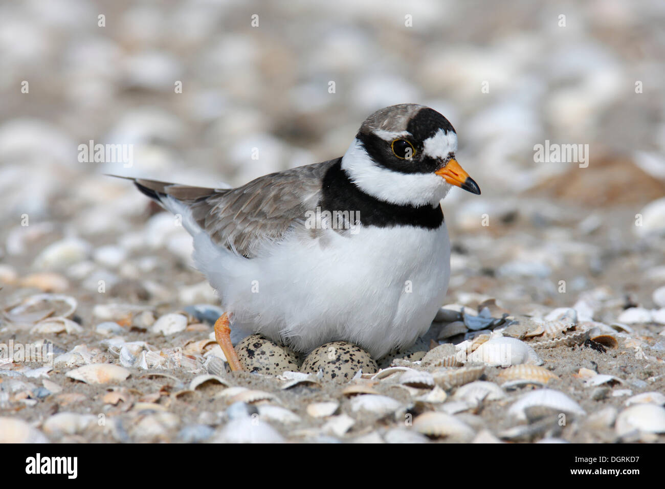 Ringed Plover (Charadrius hiaticula) brooding on a nest, East Frisian Islands, East Frisia, Lower Saxony, Germany Stock Photo