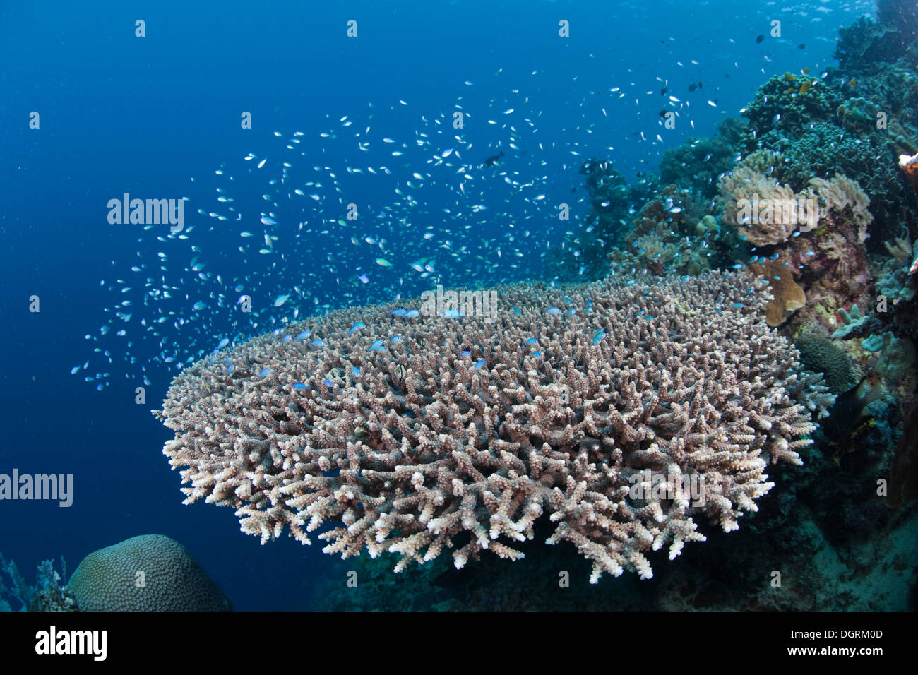 Anemonefish (Pomacentridae), Plate Coral (Acropora hyacinthus) Stock Photo