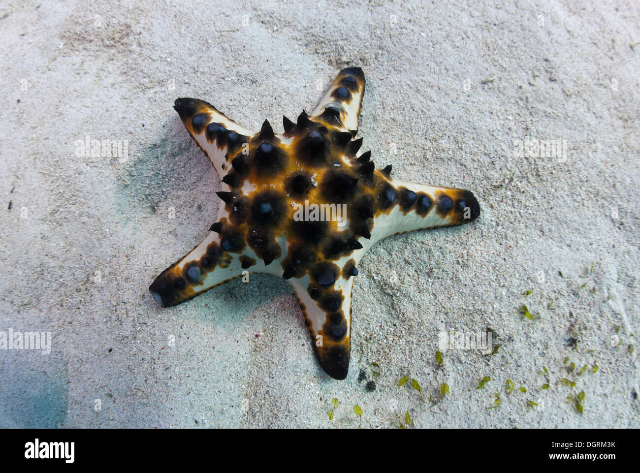 Horned Sea Star (Protoreaster nodosus), Philippines, Southeast Asia Stock Photo