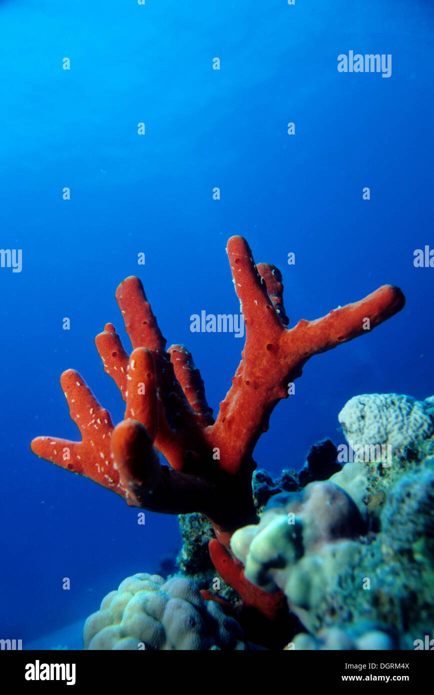 Red Sea Sponge (Latrunculia magnifica), Red Sea, Egypt, Africa Stock Photo