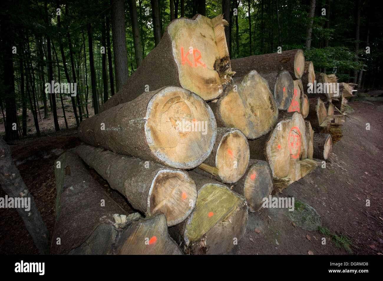 A stack of cut down trees marked with red paint, Hesse Stock Photo