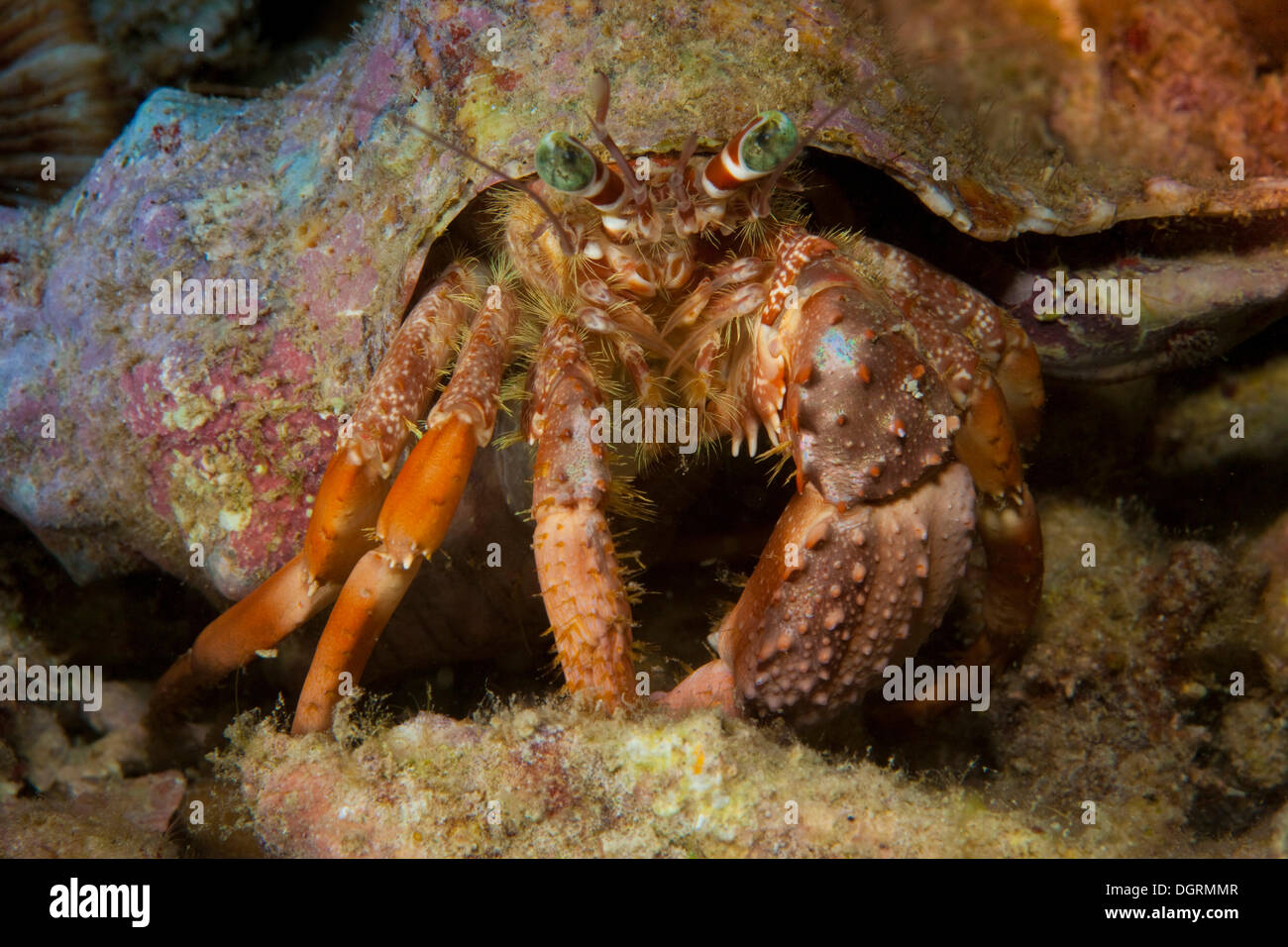 Anemone Hermit Crab (Dardanus pedunculatus), Philippines, Asia Stock ...