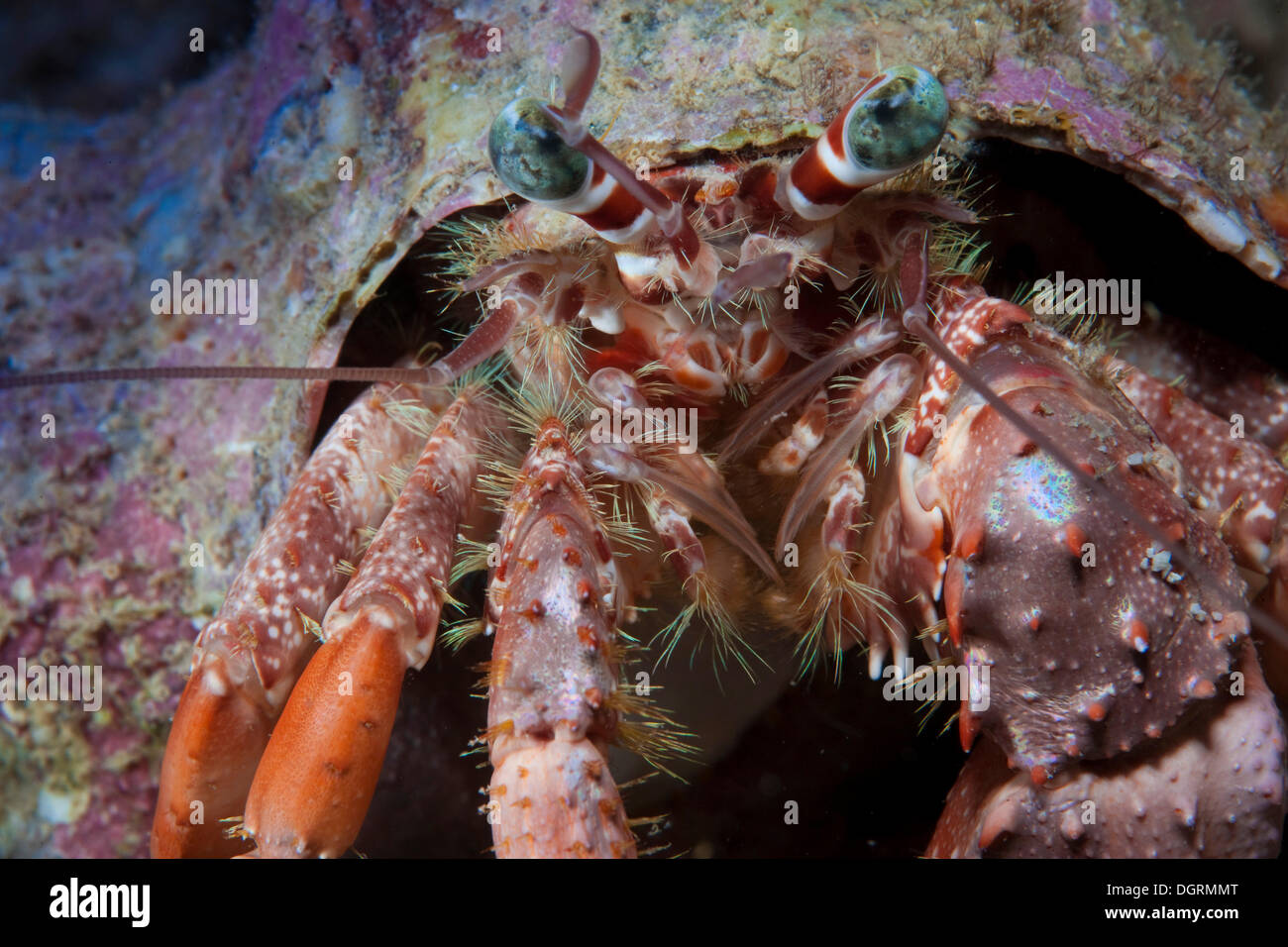 Anemone Hermit Crab (Dardanus pedunculatus), Philippines, Asia Stock ...