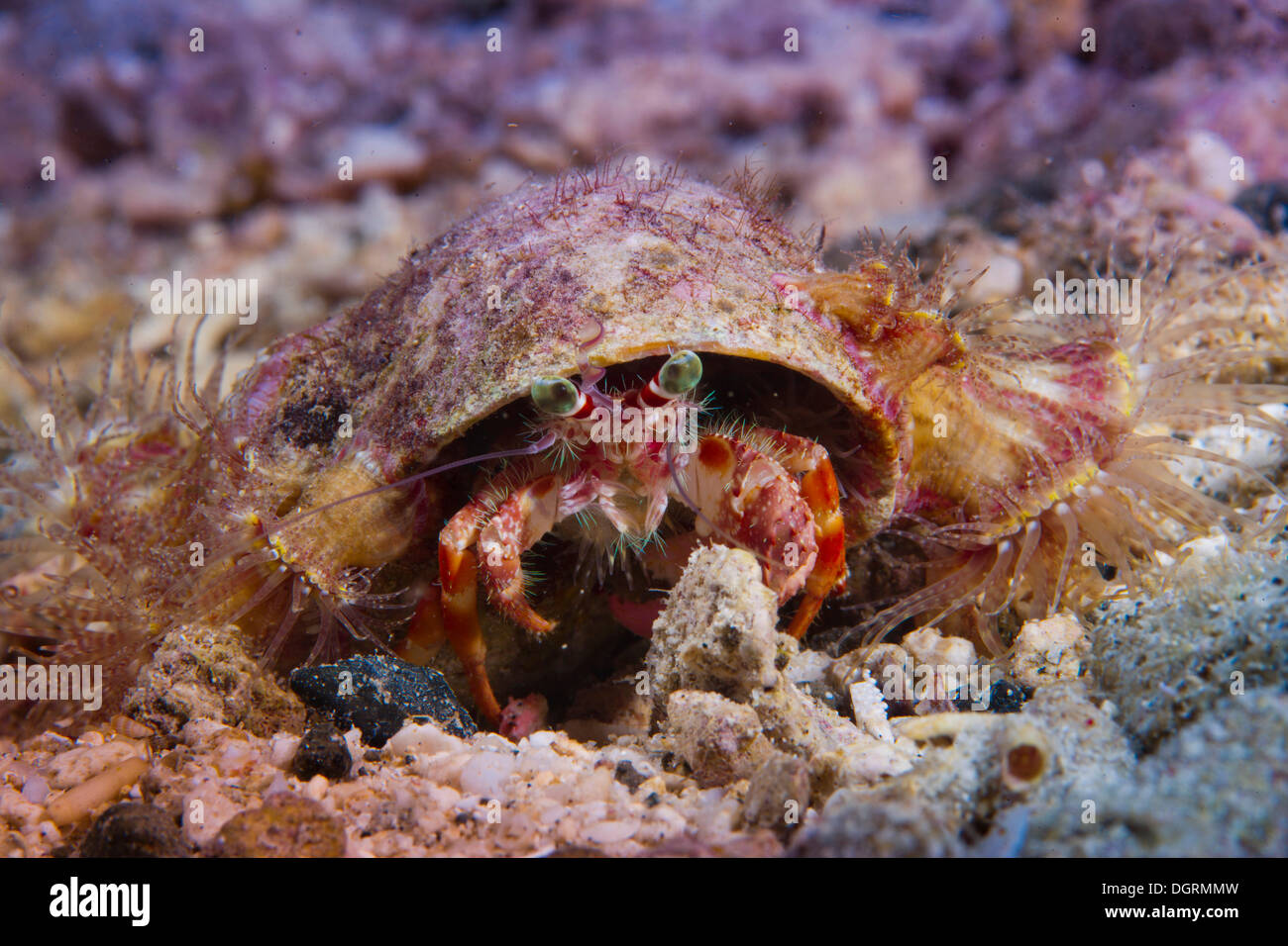 Anemone Hermit Crab (Dardanus pedunculatus), with a parasitic anemone, Philippines, Asia Stock Photo