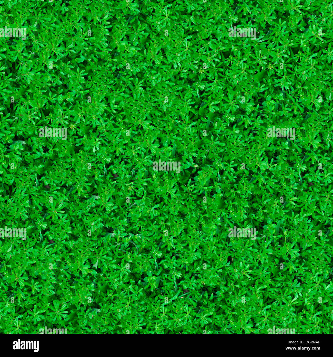 Clean seamless tileable grass texture hi-res stock photography and ...
