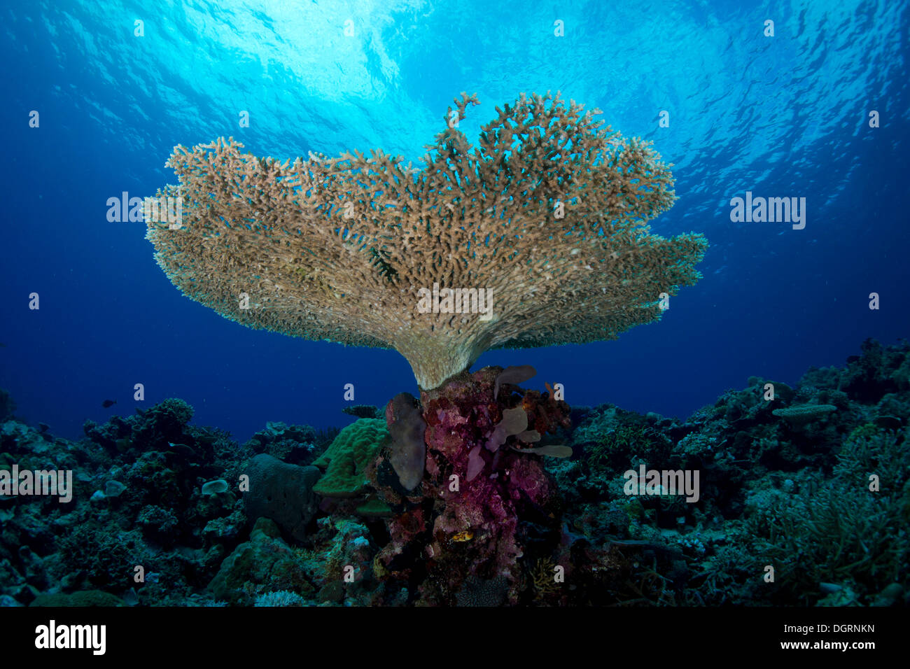 Acropora hyacinthus pacific hi-res stock photography and images - Alamy