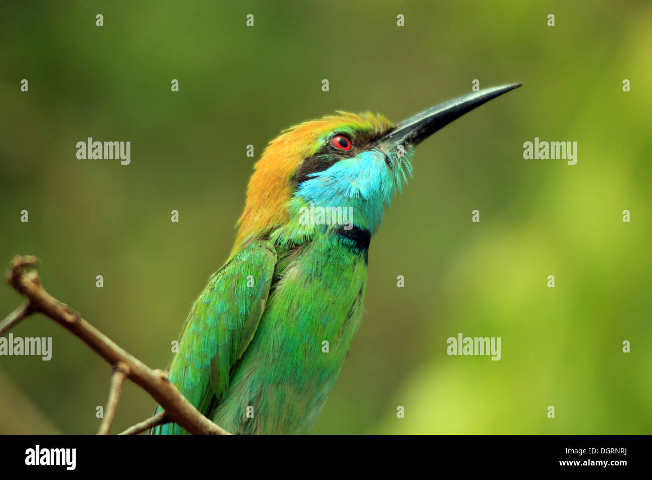 Green Bee-eater (Merops Orientalis) on a Branch, Yala National Park, Sri Lanka Stock Photo