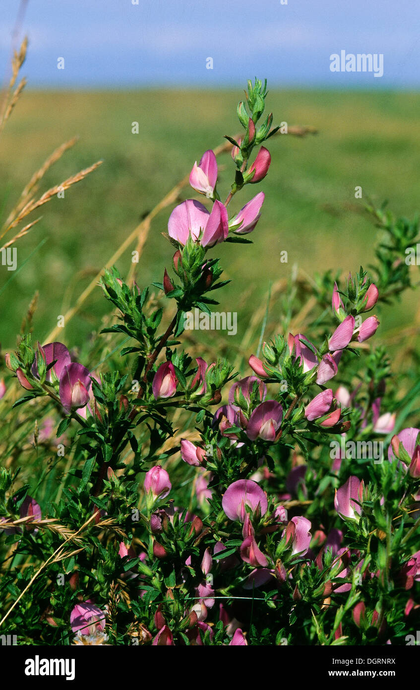 Dornige hauhechel-Ononis Spinosa