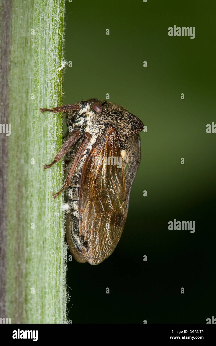 horned treehopper, Dornzikade, Dorn-Zikade, Buckelzirpe, Buckel-Zirpe ...