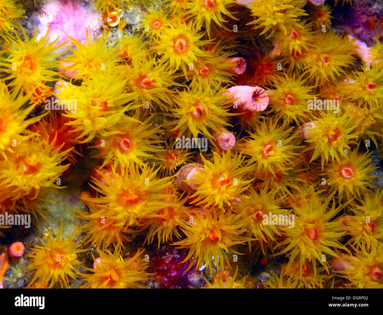 Orange Cup Coral (Tubastrea coccinea), Padre Burgos, -, Southern Leyte, Philippines Stock Photo