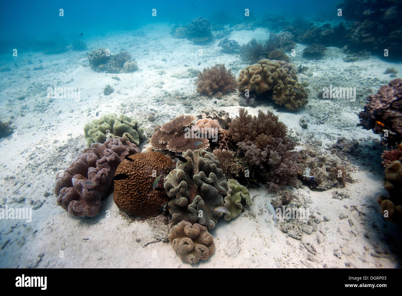 Sandy sea floor, partly covered with intact coral, Barriere Riff, Australia Stock Photo