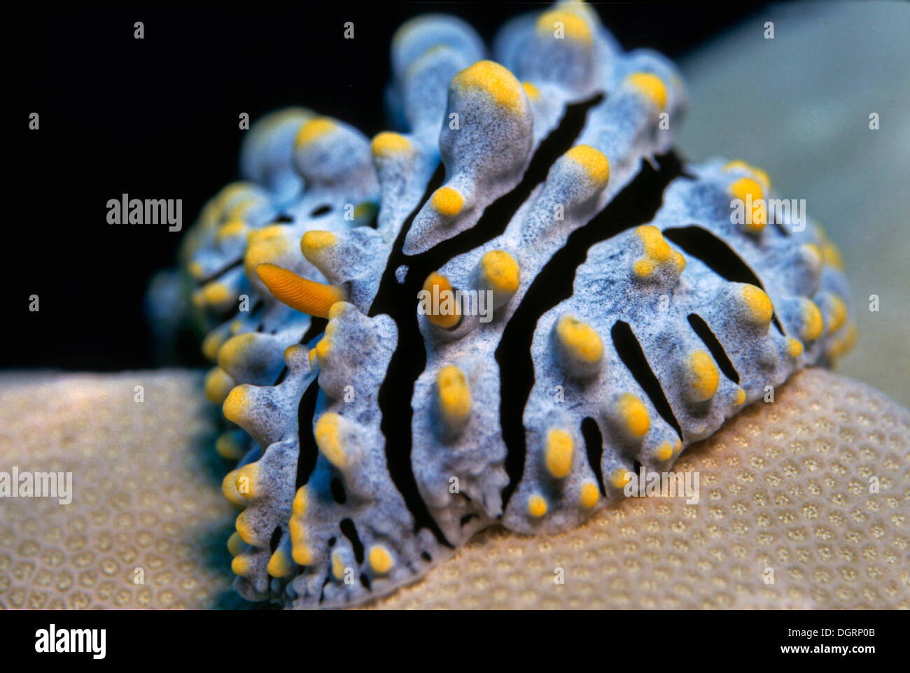 Tricoloured Sea Slug (Phylidia varicosa), Philippines Stock Photo