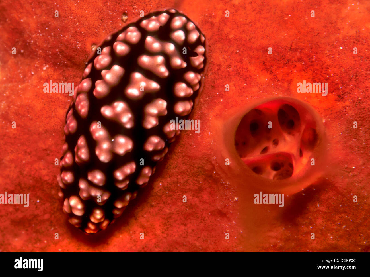 Pustulose Wart Slug (Phyllidiella Pustular), Philippines Stock Photo