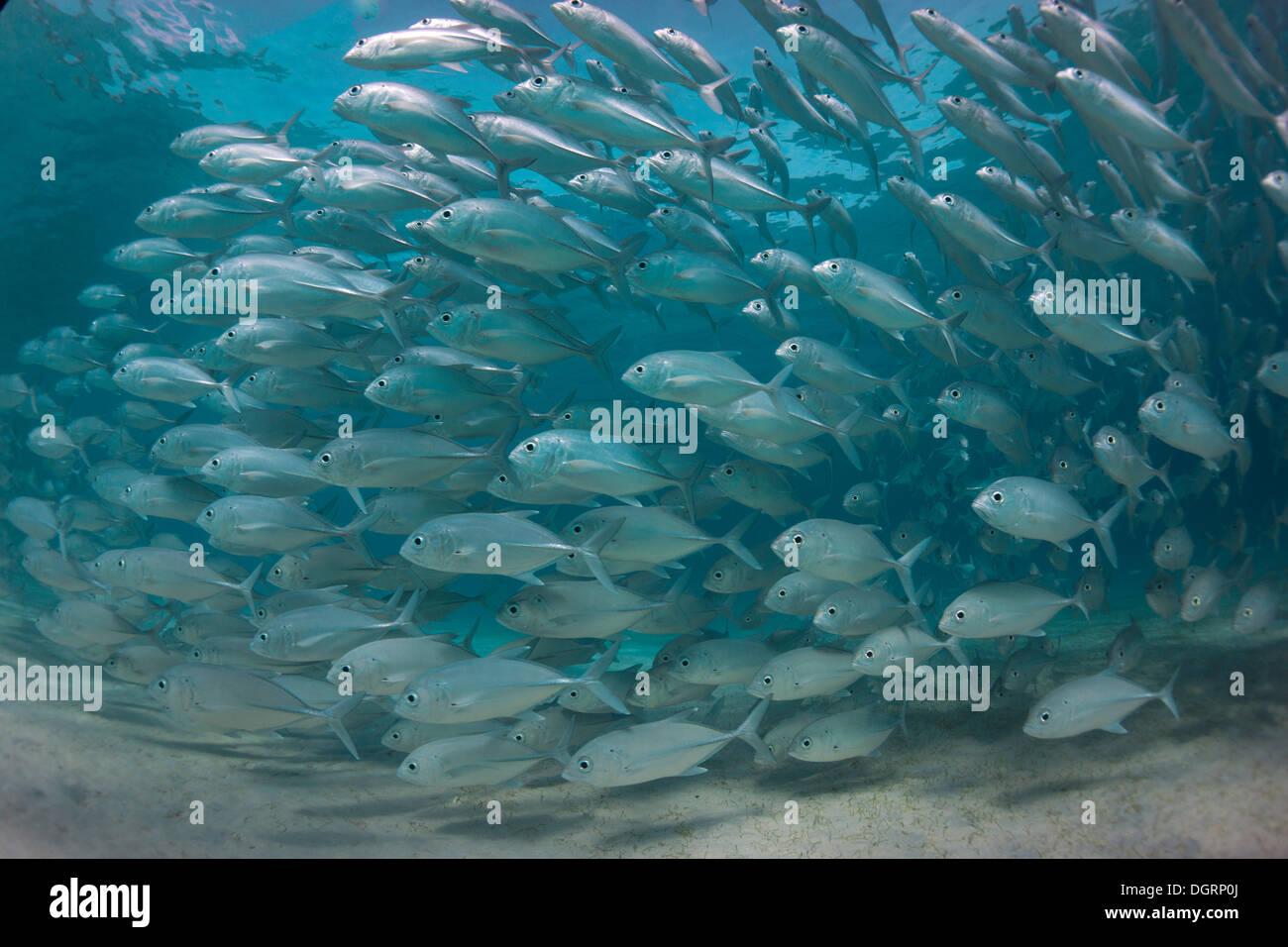 Swarming behavior hi-res stock photography and images - Alamy