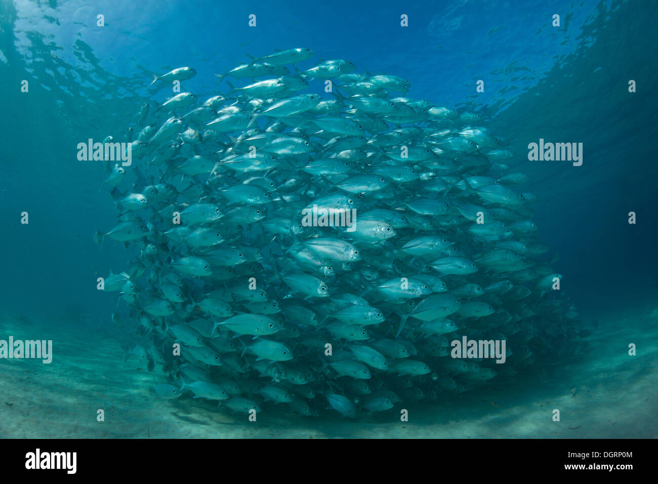 Typical swarming behavior of a school of Bigeye Trevally (Caranx sexfasciatus) in a lagoon, Philippines Stock Photo