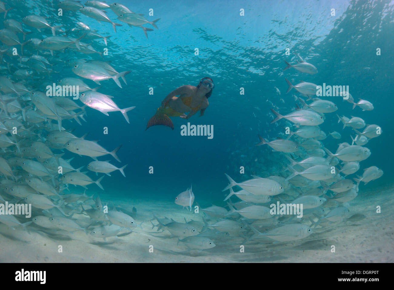Women snorkling dressed as a mermaid in a school of Bigeye Trevally (Caranx sexfasciatus) in a lagoon, Philippines, Asia Stock Photo