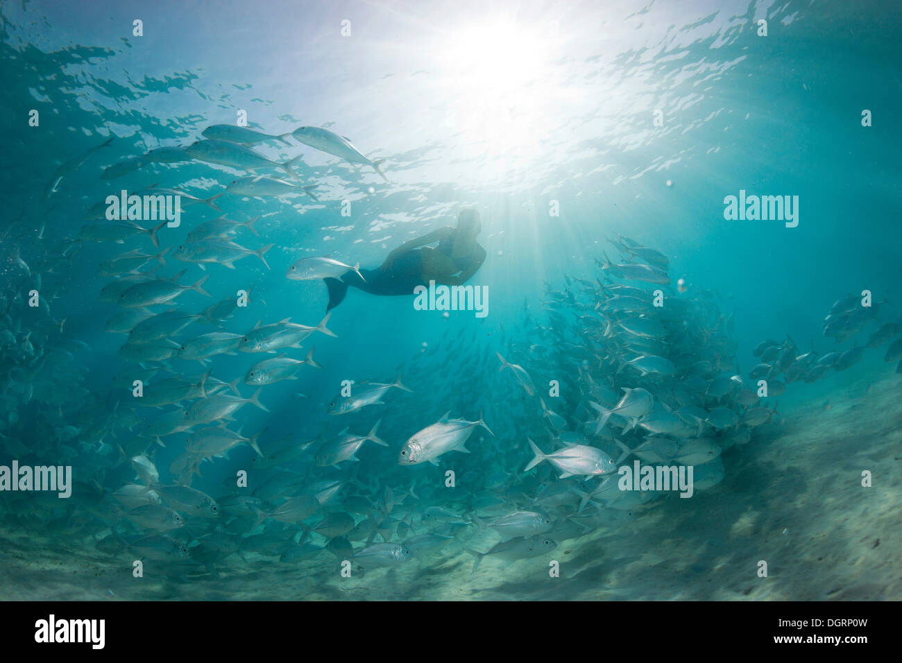 Women snorkling dressed as a mermaid in a school of Bigeye Trevally (Caranx sexfasciatus) in a lagoon, Philippines, Asia Stock Photo