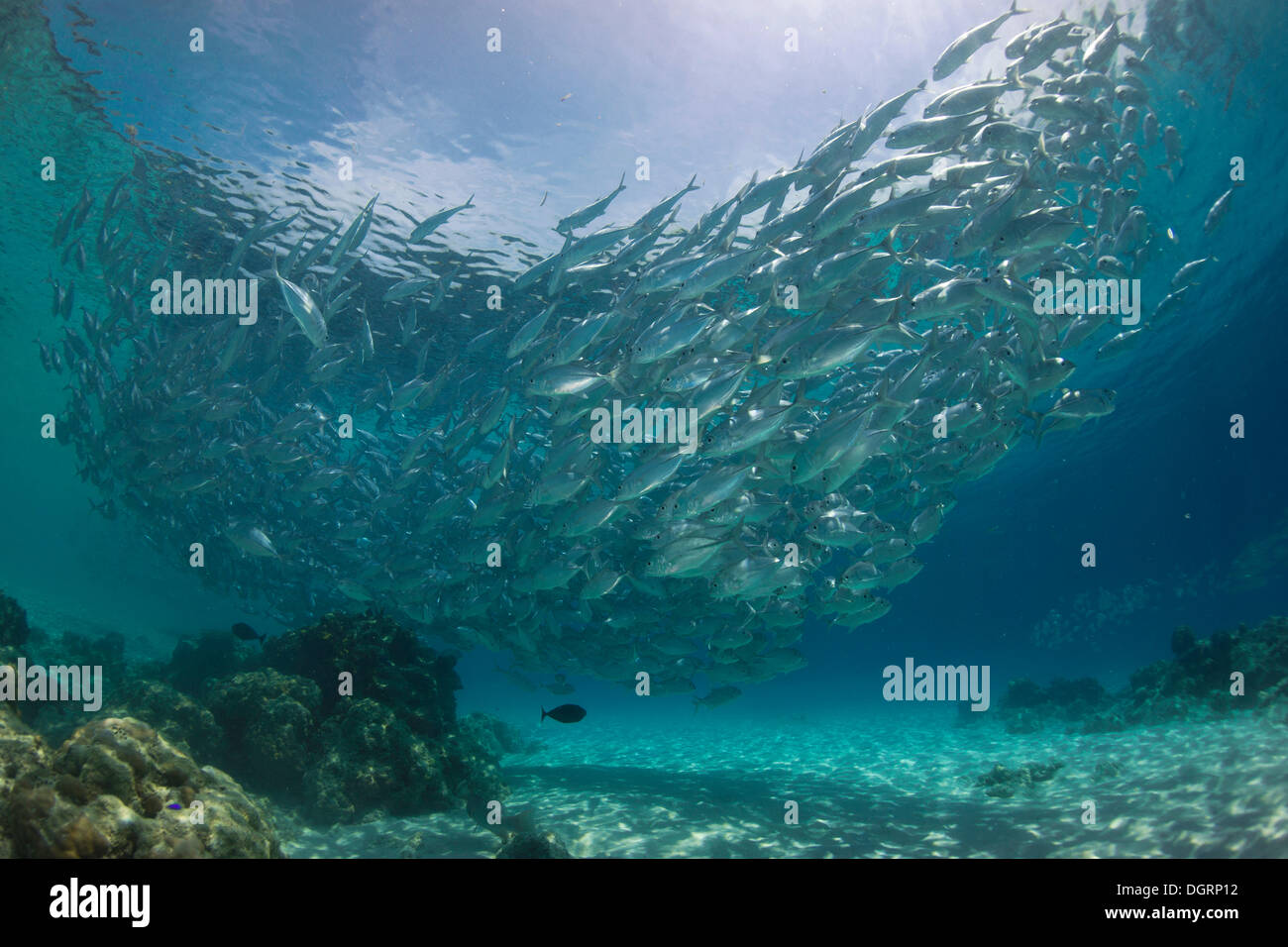 Swarming behavior hi-res stock photography and images - Alamy