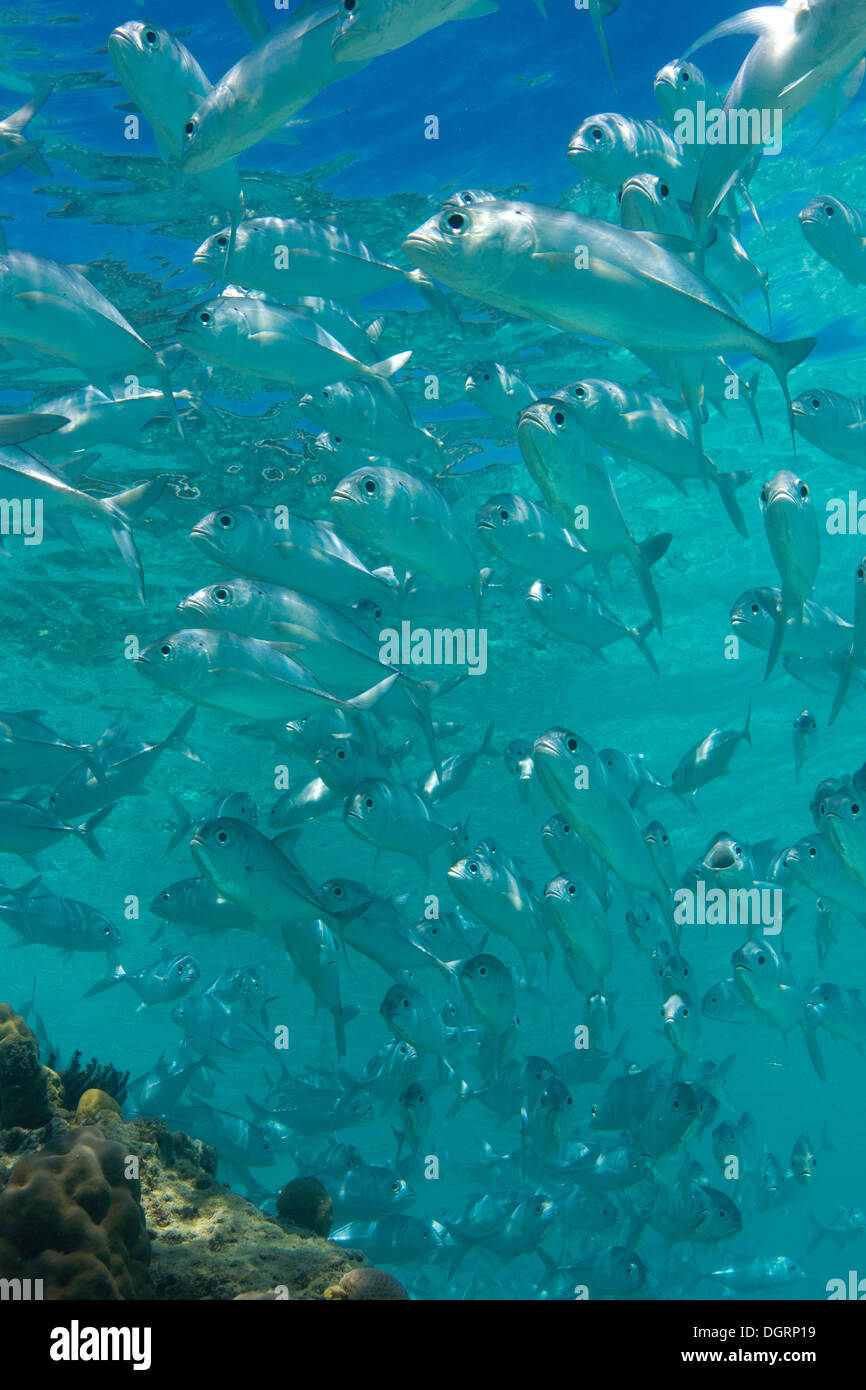 School of Bigeye Trevally (Caranx sexfasciatus) in a lagoon, Philippines Stock Photo