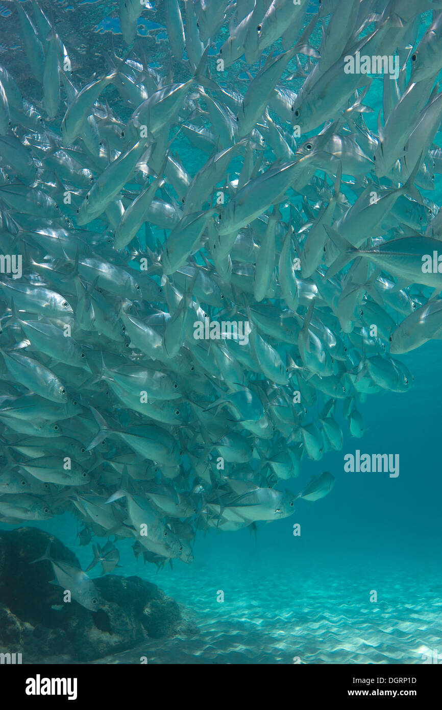 Swarming hi-res stock photography and images - Alamy