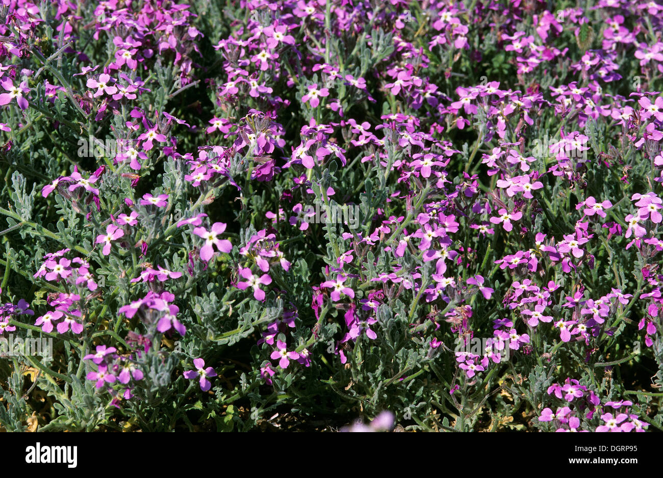 Three-horned Stock, Gillyflower, Dreihörnige Levkoje, Matthiola tricuspidata Stock Photo