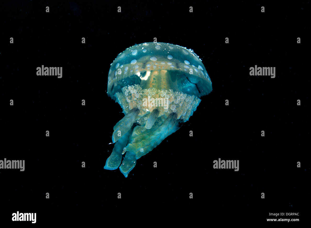 Spotted Jelly or Lagoon Jelly (Mastigias papua), Balnek, -, Busuanga Island, Calamian Islands, Palawan, Mimaropa, Philippines Stock Photo