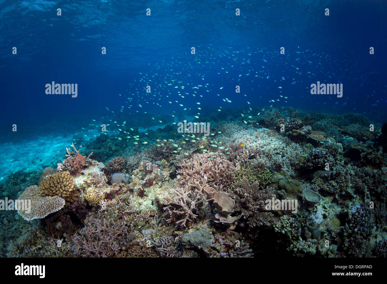 Untouched, intact coral reef with Table Coral, Elkhorn Coral or Staghorn Coral (Acropora) and Blue Green Reef Chromis (Chromis Stock Photo