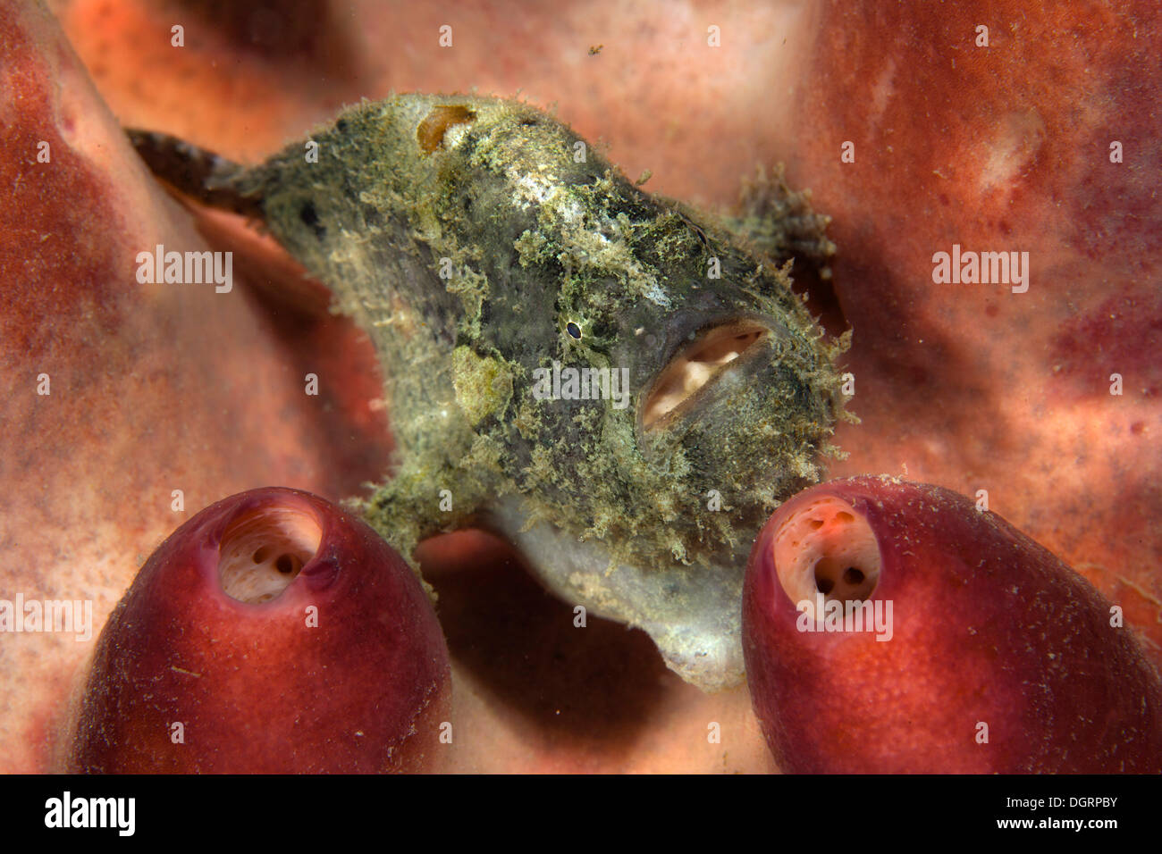 Giant Frogfish (Antennarius commersonii), Padre Burgos, Southern Leyte, Philippines Stock Photo