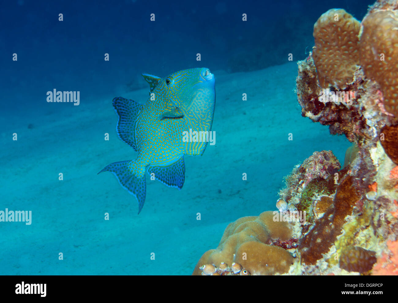 Rippled Triggerfish, Yellow-spotted Triggerfish or Blue-and-gold Triggerfish (pseudobalistes fuscus), Palawan, Mimaropa Stock Photo