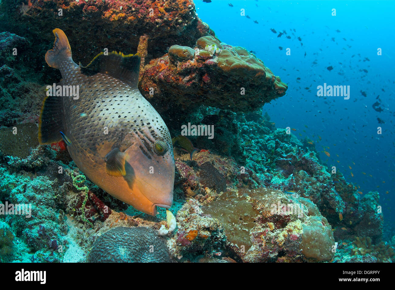 Yellowmargin Triggerfish (Pseudobalistes flavimarginatus) eating a clam, Indian Ocean, -, Maldives Stock Photo
