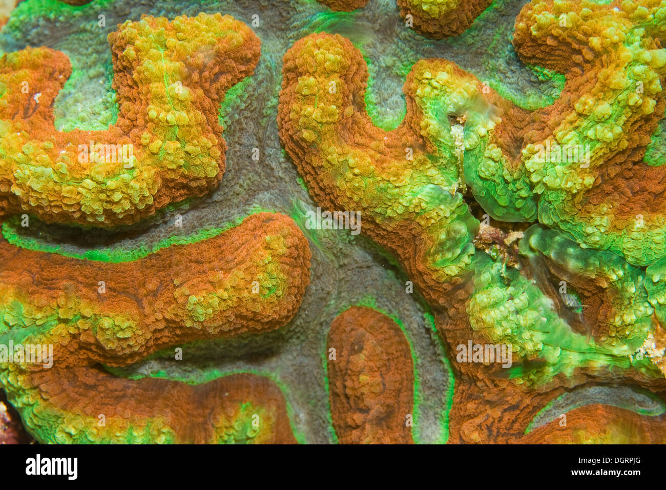 Brain Coral (Platygyra sp), detail, Philippines Stock Photo