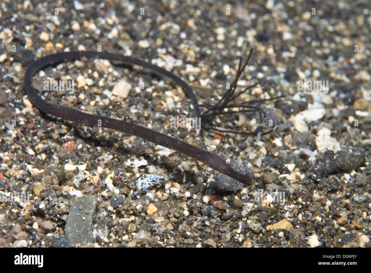 Double-ended pipefish (Trachyrhamphus bicoarctatus), juvenile, Palawan, Mimaropa, Philippines Stock Photo