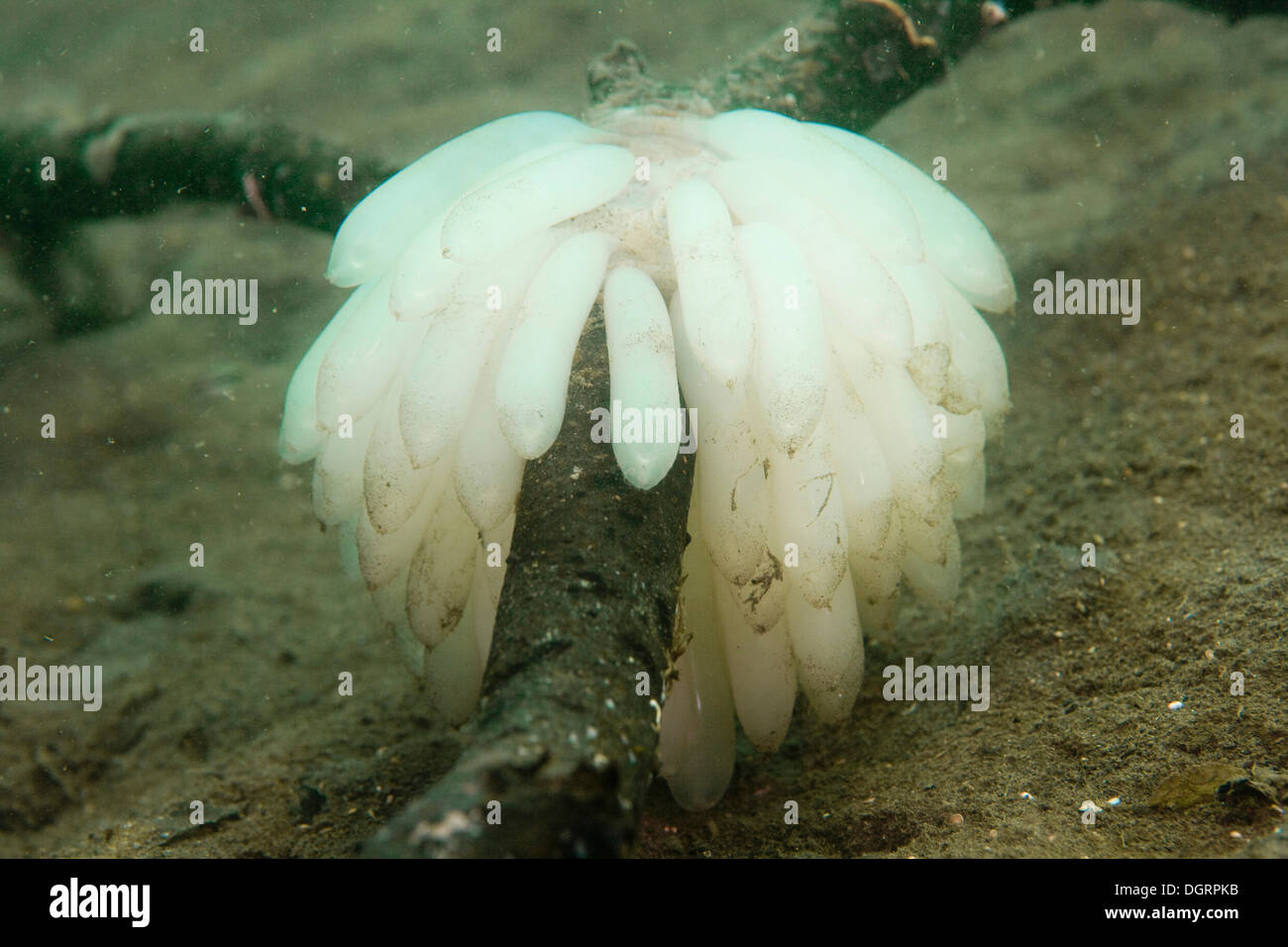 Eggs laid by a Bigfin Reef Squid or Oval Squid (Sepioteuthis lessoniana), Sulawesi, Indonesia Stock Photo