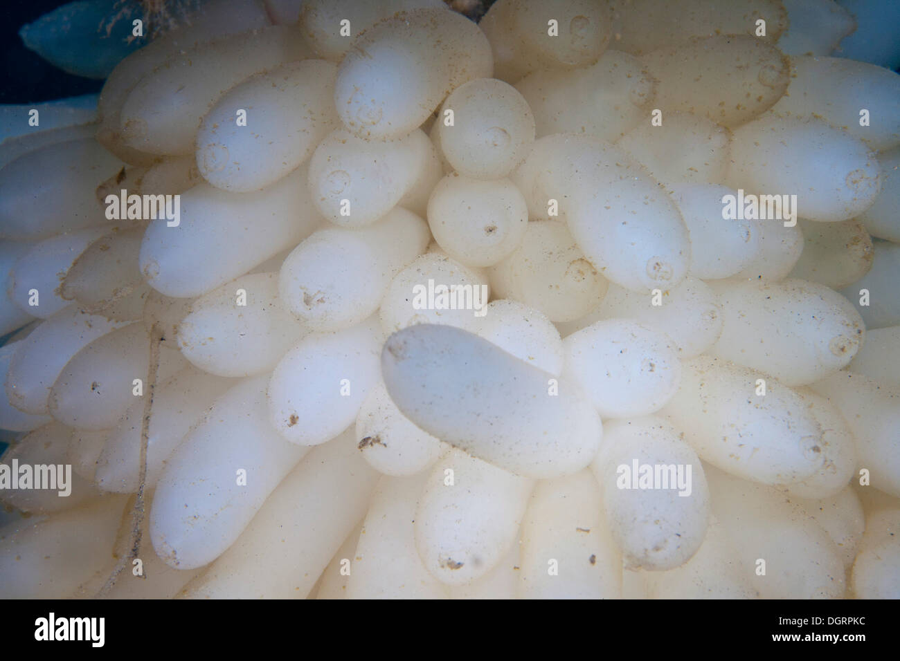 Eggs laid by a Bigfin Reef Squid or Oval Squid (Sepioteuthis lessoniana), Sulawesi, Indonesia Stock Photo