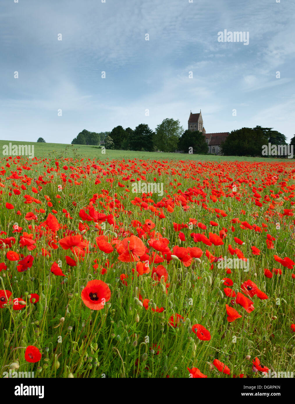 Poppy fields behind the Parish Church of St Peter and St Paul at Ospringe, nr Faversham, Kent. Stock Photo