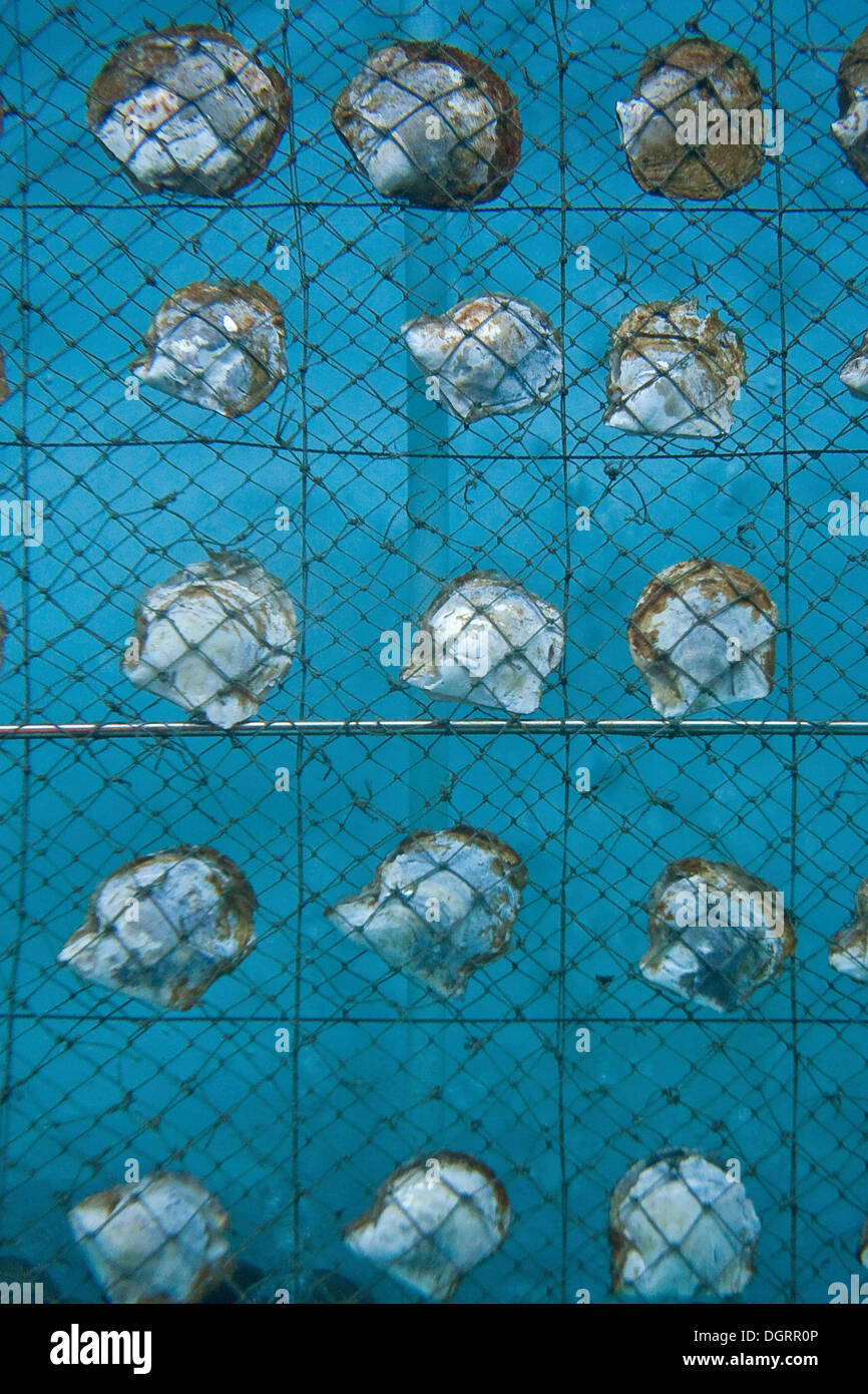Oyster farm in Ko Kaeo, oysters displayed in an aquarium as an example for pearl breeding oysters, Phuket, Thailand, Asia Stock Photo