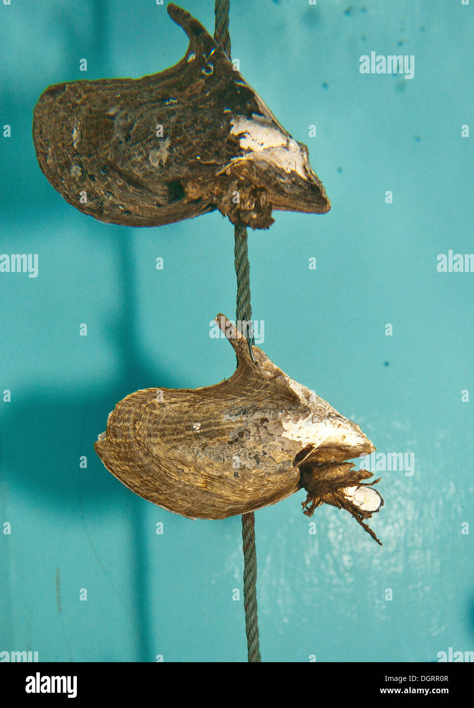 Oysters breeding hires stock photography and images Alamy