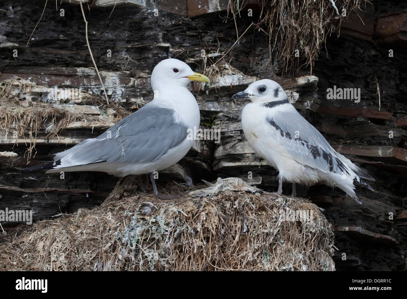 Kittiwake, sea gull, gull, Bird's rocks, Dreizehenmöwe, DreizehenMöwe