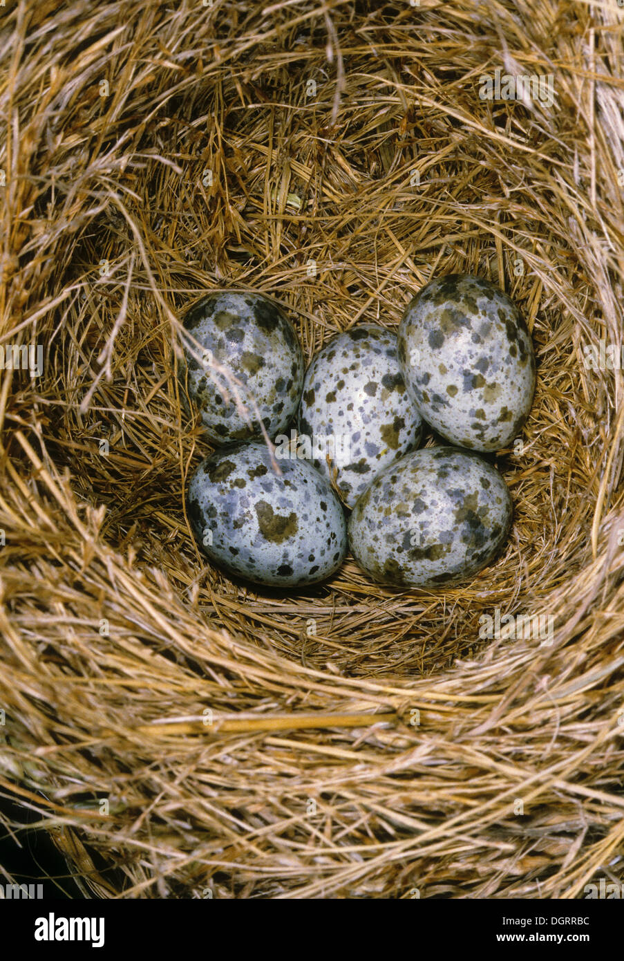 Great Reed Warbler, egg, eggs, Drosselrohrsänger, Eier im Nest, Drossel-Rohrsänger, Rohrsänger, Acrocephalus arundinaceus Stock Photo