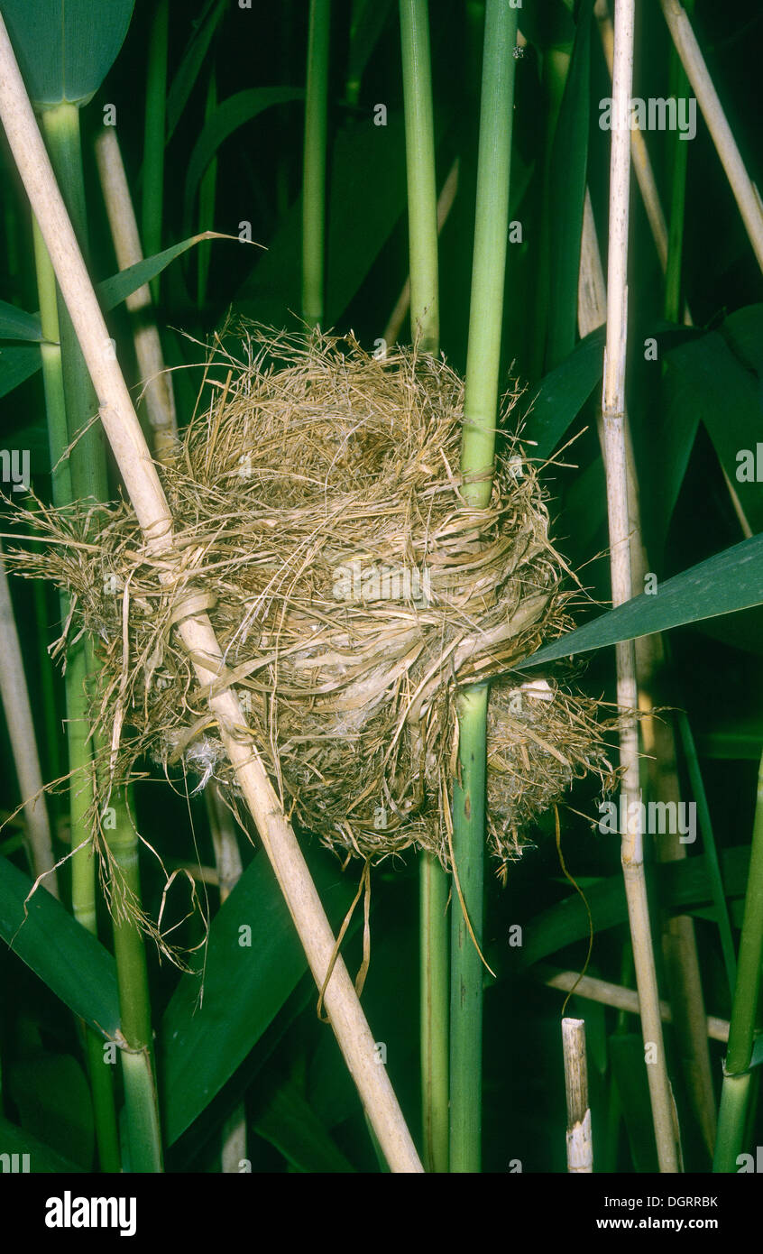 Great Reed Warbler, Drosselrohrsänger, Nest im Schilf, Drossel-Rohrsänger, Rohrsänger, Acrocephalus arundinaceus Stock Photo