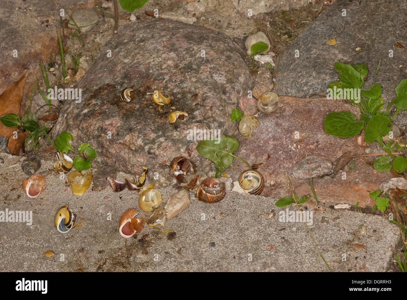 Song Thrush, stone as an anvil to break the shell of snails ...