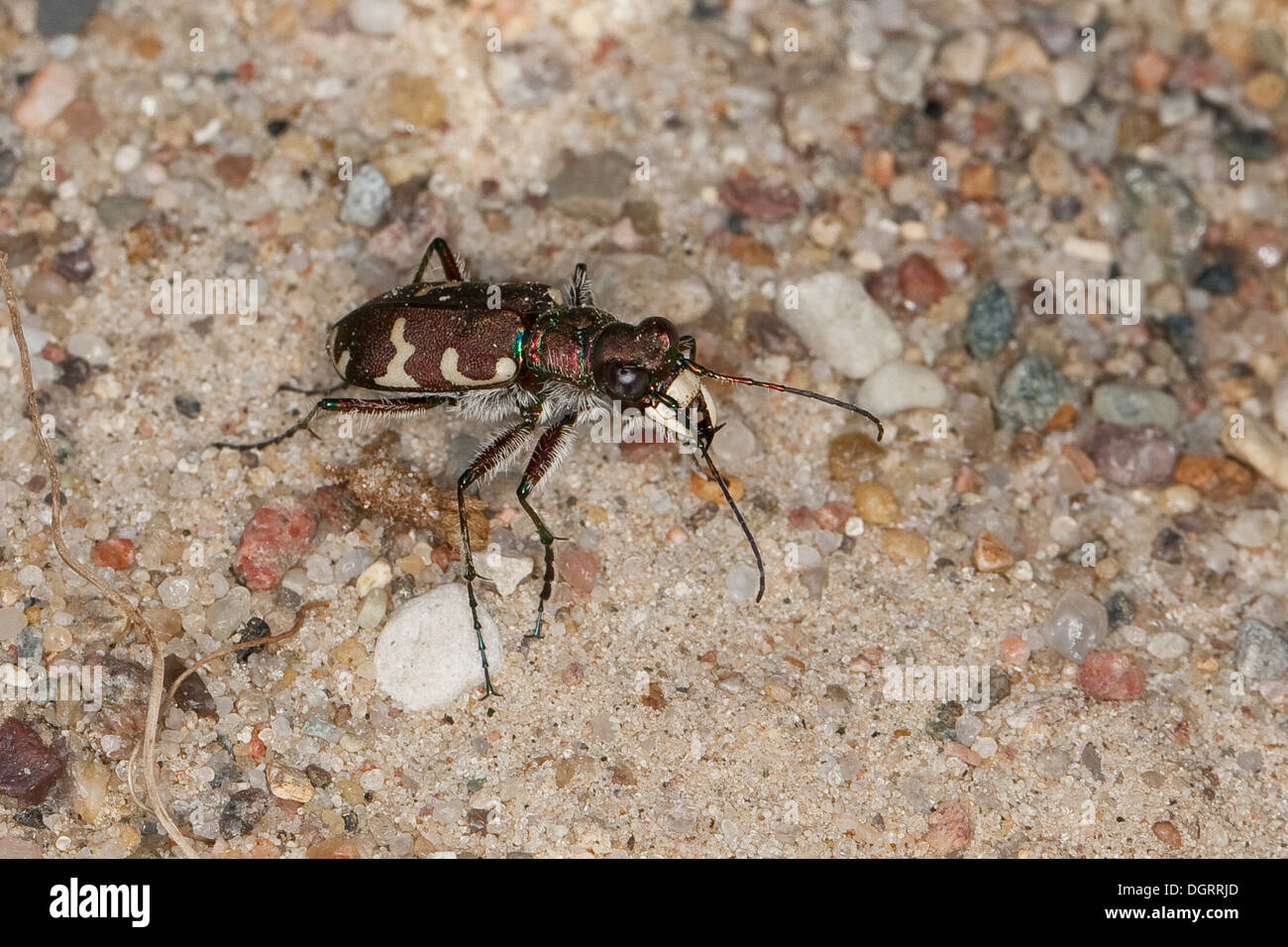 dune tiger beetle, male, Dünen-Sandlaufkäfer, Brauner Sandlaufkäfer, Sand-Laufkäfer, Männchen, Cicindela hybrida Stock Photo