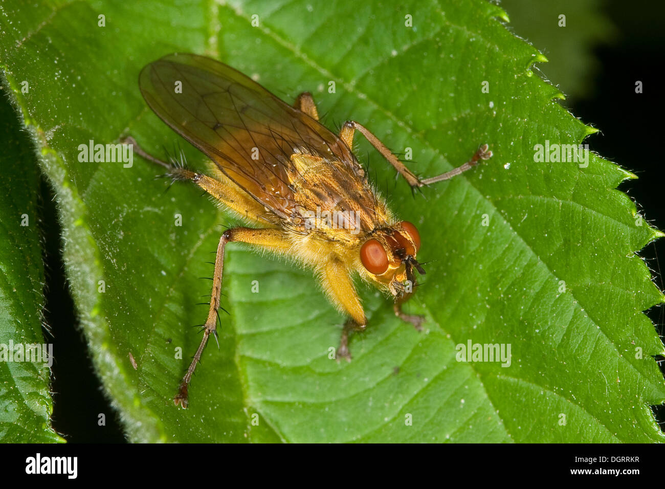yellow dungfly, yellow dung fly, Gelbe Dungfliege, Mistfliege, Scathophaga stercoraria, Scatophaga stercoraria Stock Photo
