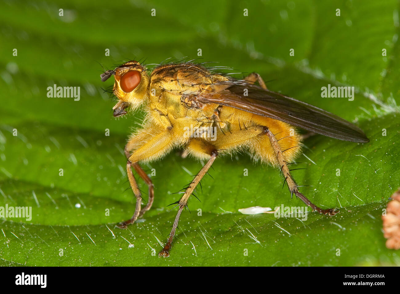 yellow dungfly, yellow dung fly, Gelbe Dungfliege, Mistfliege, Scathophaga stercoraria, Scatophaga stercoraria Stock Photo