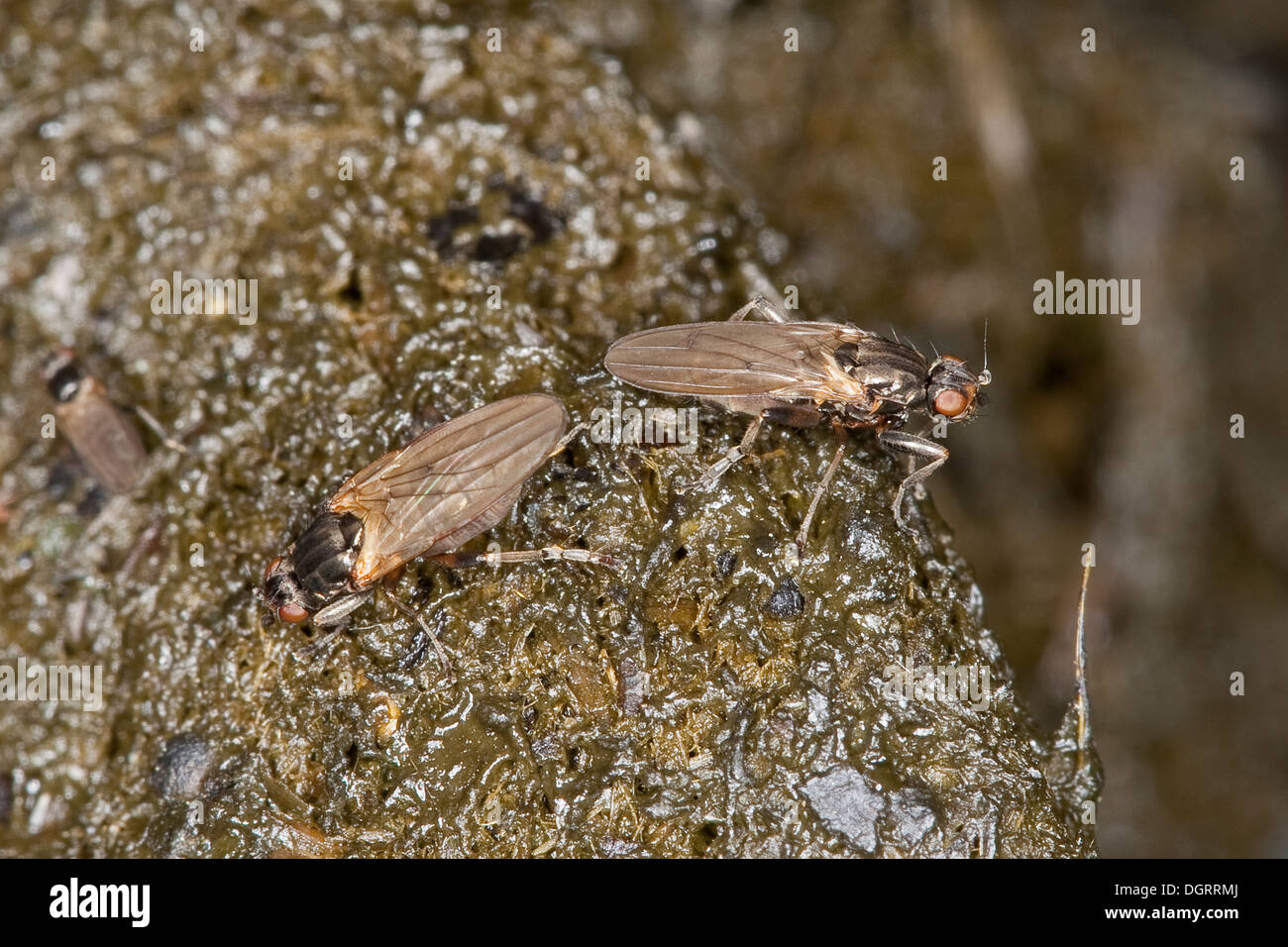 lesser dung fly, small dung fly, lesser corpse fly, on horse droppings ...