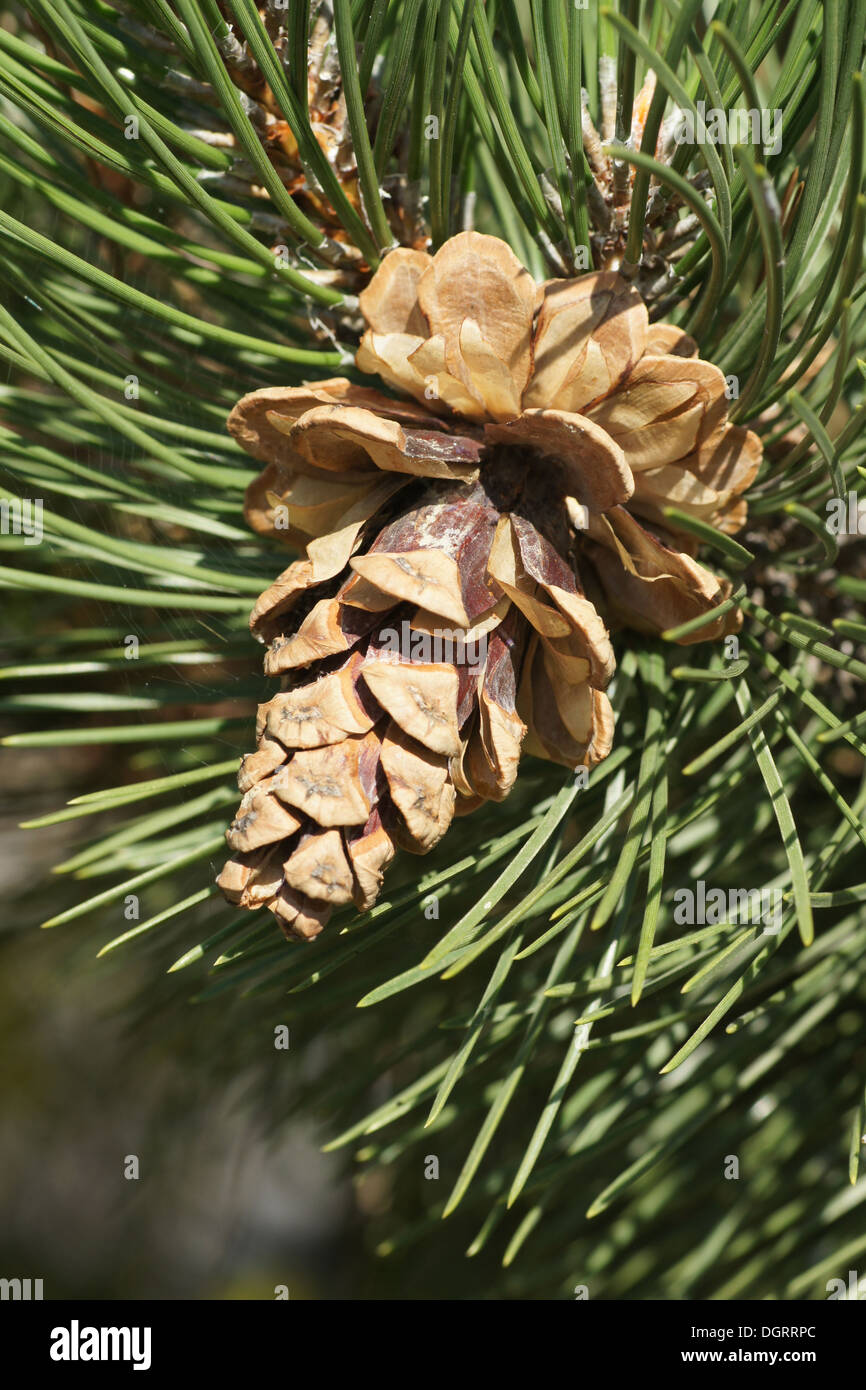 Black pine hi-res stock photography and images - Alamy
