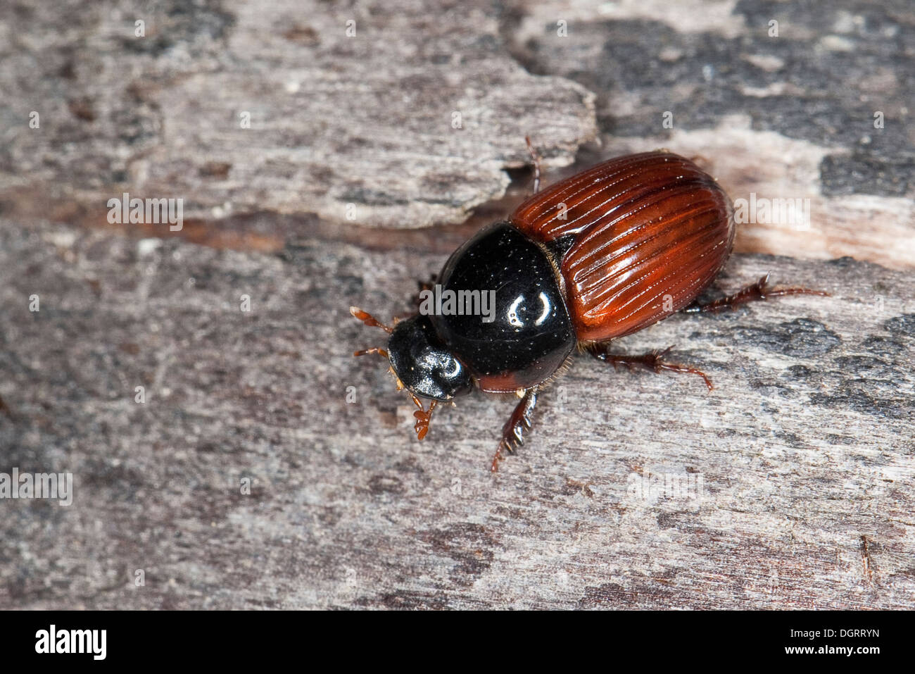 Dung Beetle, Dung-Beetle, Gemeiner Dungkäfer, Aphodius fimetarius, syn. Scarabaeus fimetarius Stock Photo