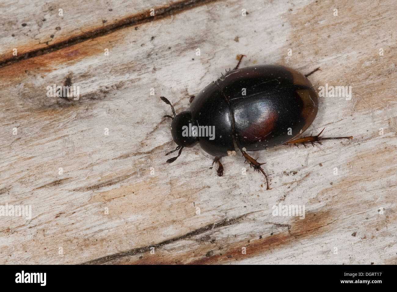 horse droppings beetle, Water Scavenger Beetle, Großer Dungkugelkäfer, Gefleckter Dungkugelkäfer, Sphaeridium cf. scarabaeoides Stock Photo